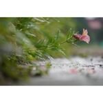 Sony Alpha a6100 Mirrorless Digital Camera (Body Only) - Image 28