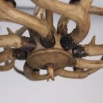 Savanna Antique Italian Design Chandelier - Image 11